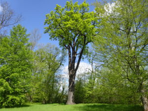 Dein Weg zur Natur!